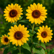 The Ultimate Guide to Growing Dwarf Sunspot Sunflower