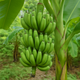 The Complete Guide to Growing Bananas