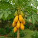 How to Grow Papaya from Seeds Naturally at Home