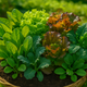 How to Grow Leafy Greens from Seeds: A Step-by-Step Guide
