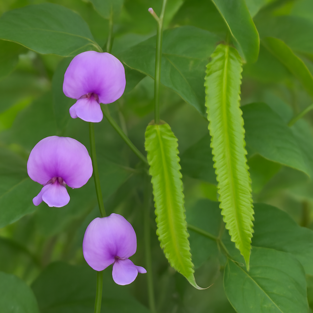 The Ultimate Guide to Growing Purple Winged Bean