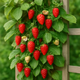 The Complete Guide to Growing Climbing Strawberry