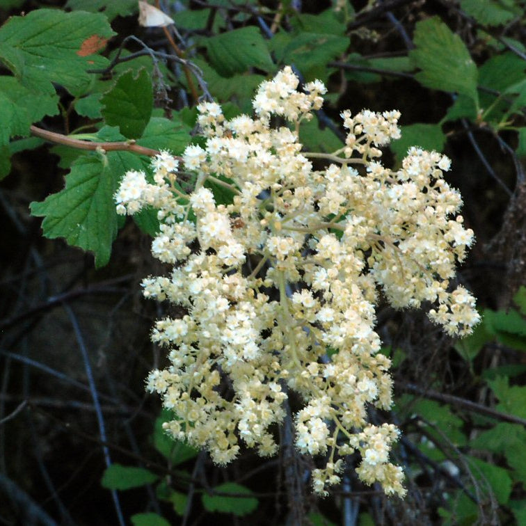 Holodiscus Discolor Flower Seeds