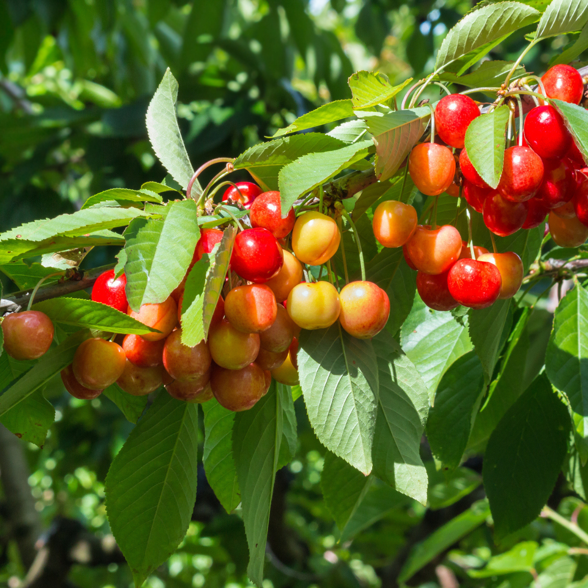 Rainier Cherry Fruit Seeds