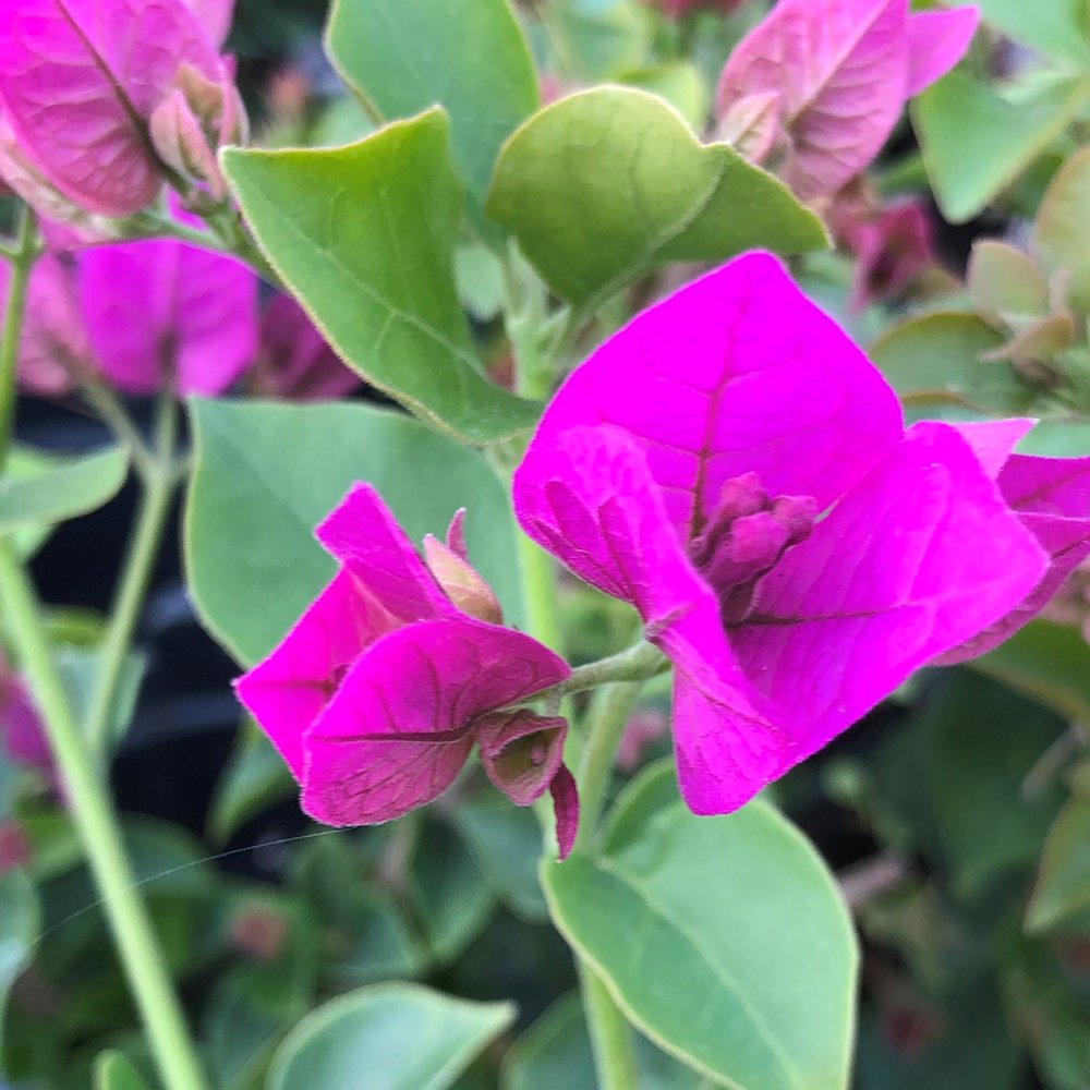 Bougainvillea Glabra s Flower seeds for Planting Cut Flower Favorite Heirloom & GMO Free Seeds for Home Garden
Sale seeds for home garden planting