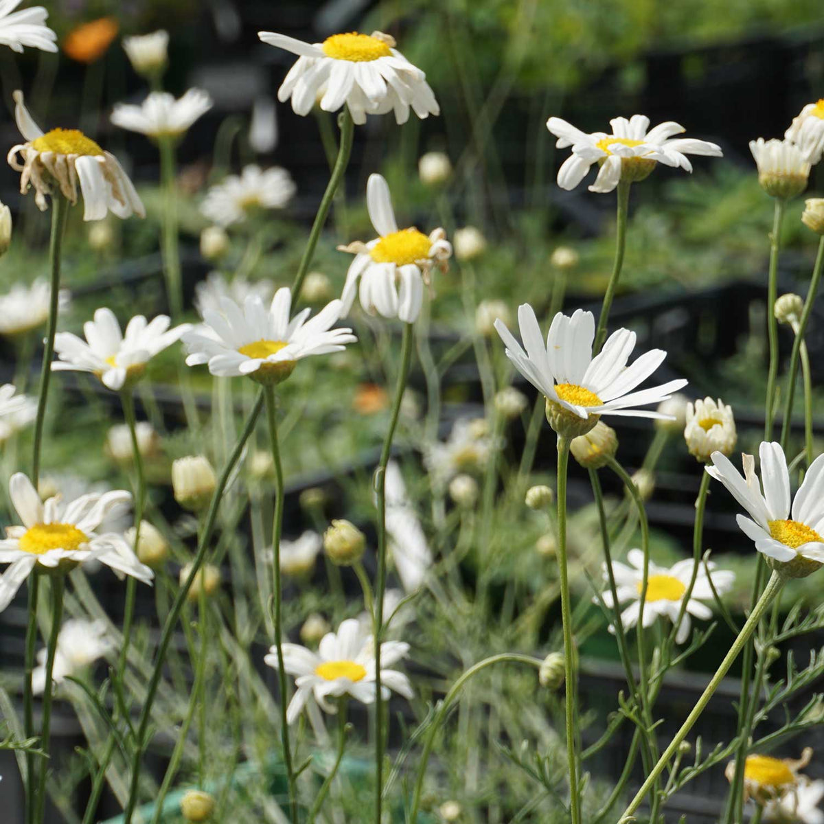 White Cinerariifolium Flower seeds for Planting - Hardy Variety, Heirloom & GMO Free Seeds for Home Garden
Sale for planting in home garden