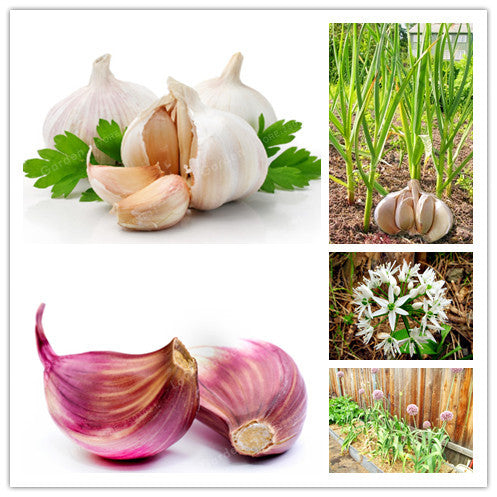 Mixed Colour Garlic Vegetable Seeds