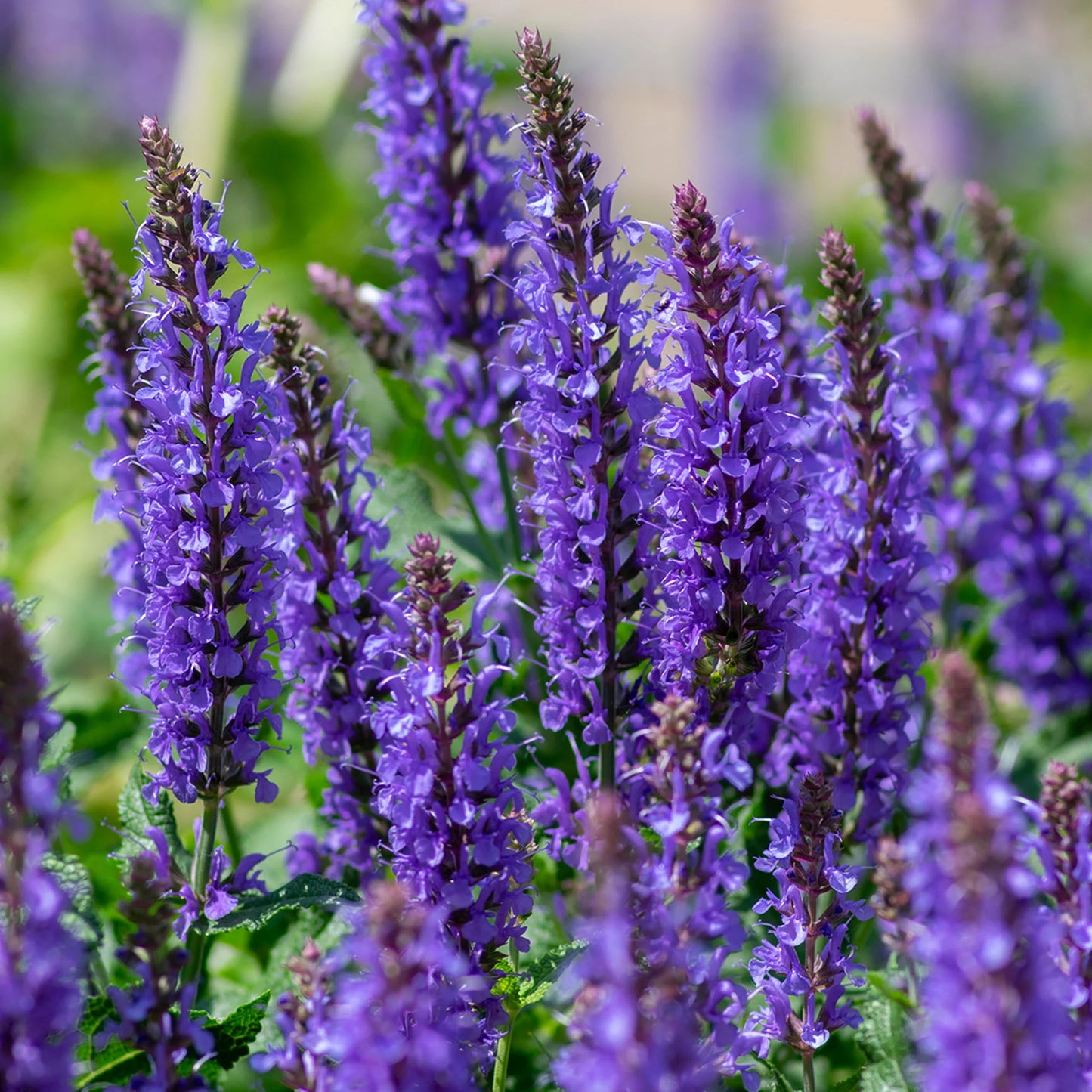 Purple Salvia Herb Seeds