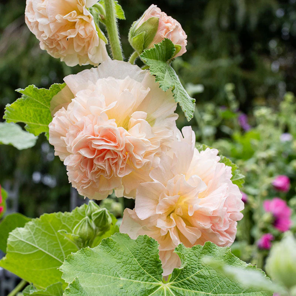 Peach Hollyhock Flower Seeds