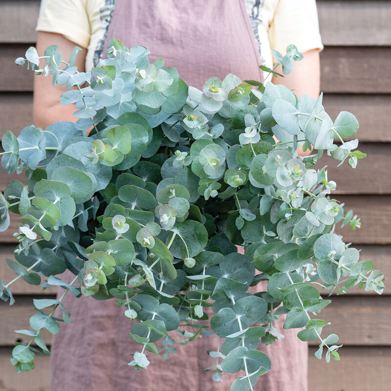 Eucalyptus Cinerea, Silver Dollar Flower seeds for Planting - Drought Tolerant, Heirloom & GMO Free Seeds for Home Garden