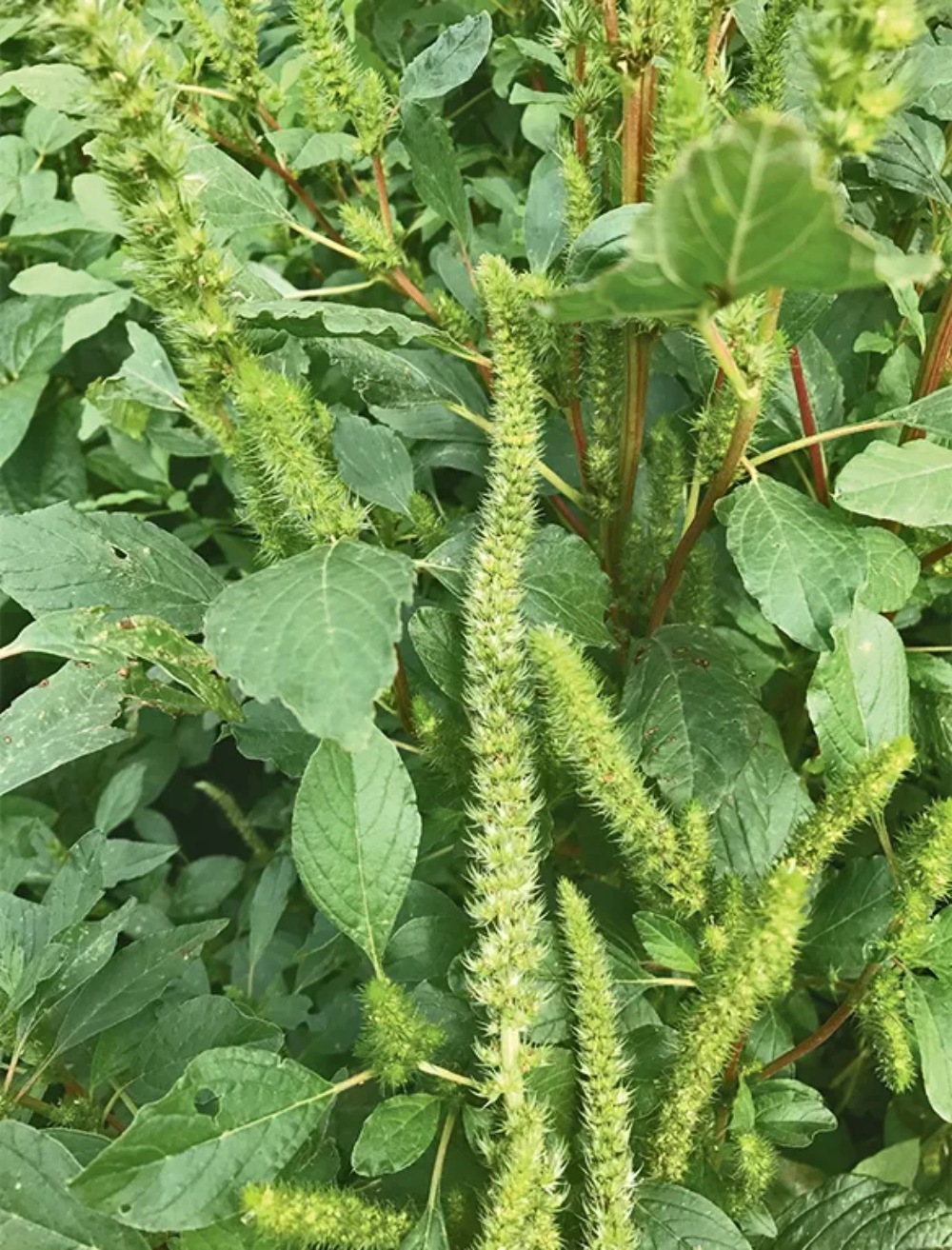 Amaranthus Palmeri (Palmer's Amaranth) Seeds - Hardy & Fast-Growing Edible Green