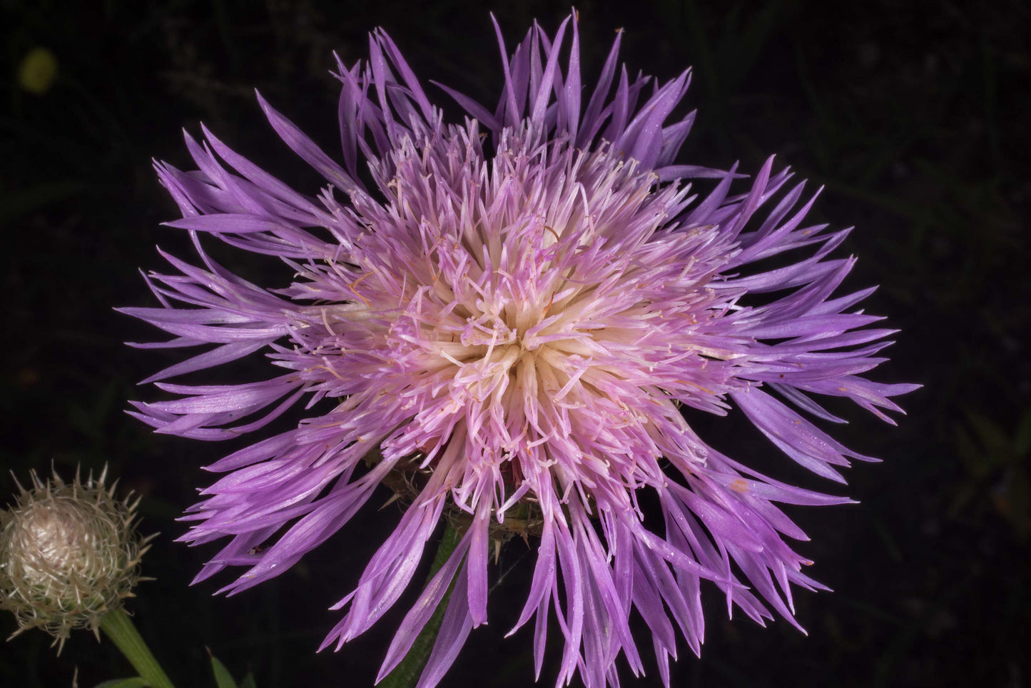 American Basketflower Seeds (Centaurea Americana)