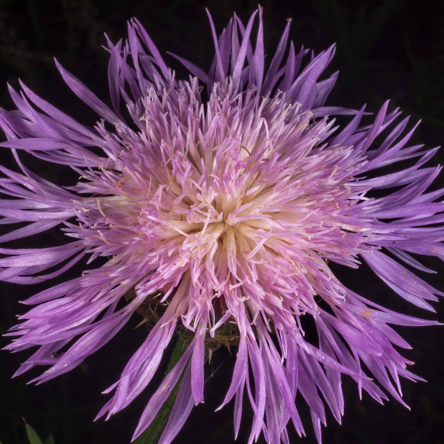 American Basketflower Seeds (Centaurea Americana)