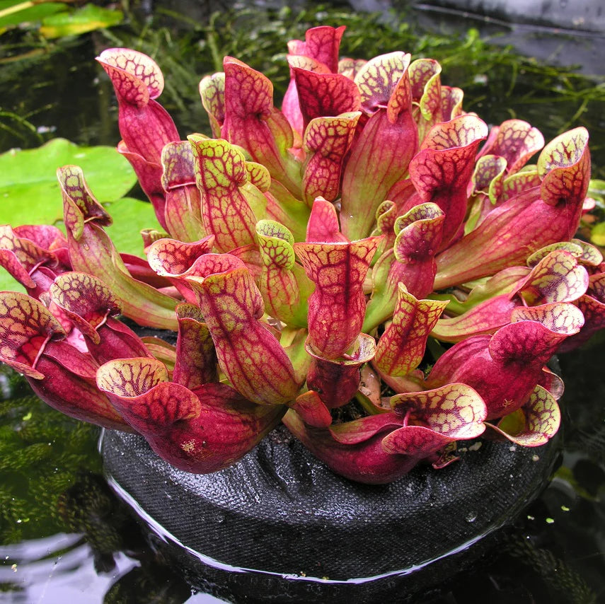 Sarracenia Purpurea Herb Seeds