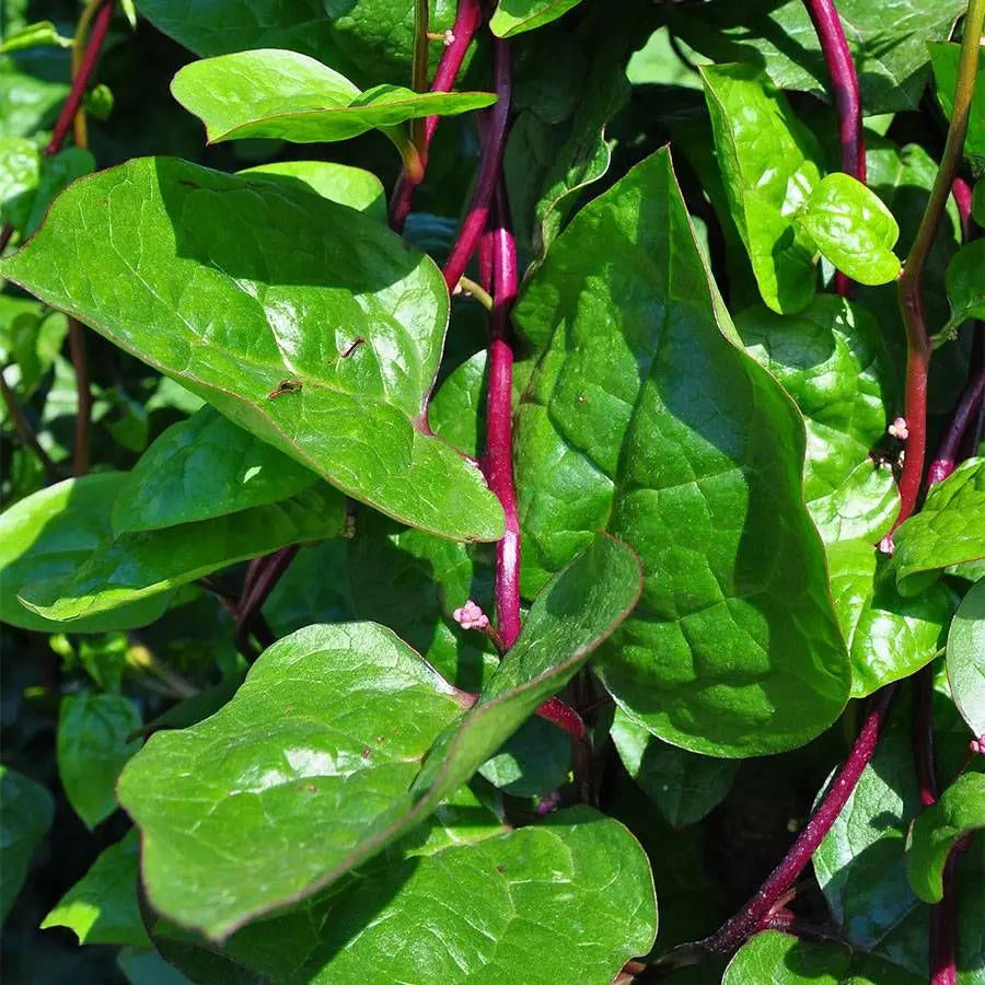 Red Stem Spinach (Beta vulgaris) Herb Seeds for Planting – Heirloom, Non-GMO, Leafy Green, Easy to Grow