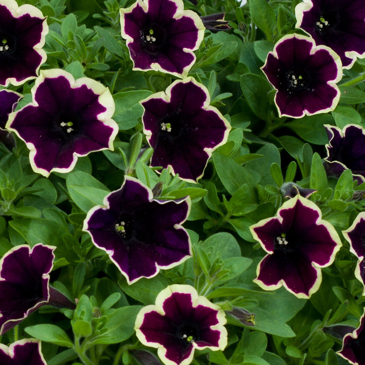 Dark Purple Magenta Petunia Seeds Flower seeds for Planting - Hardy Variety, Heirloom & GMO Free Seeds for Home Garden
Sale for planting in home garden