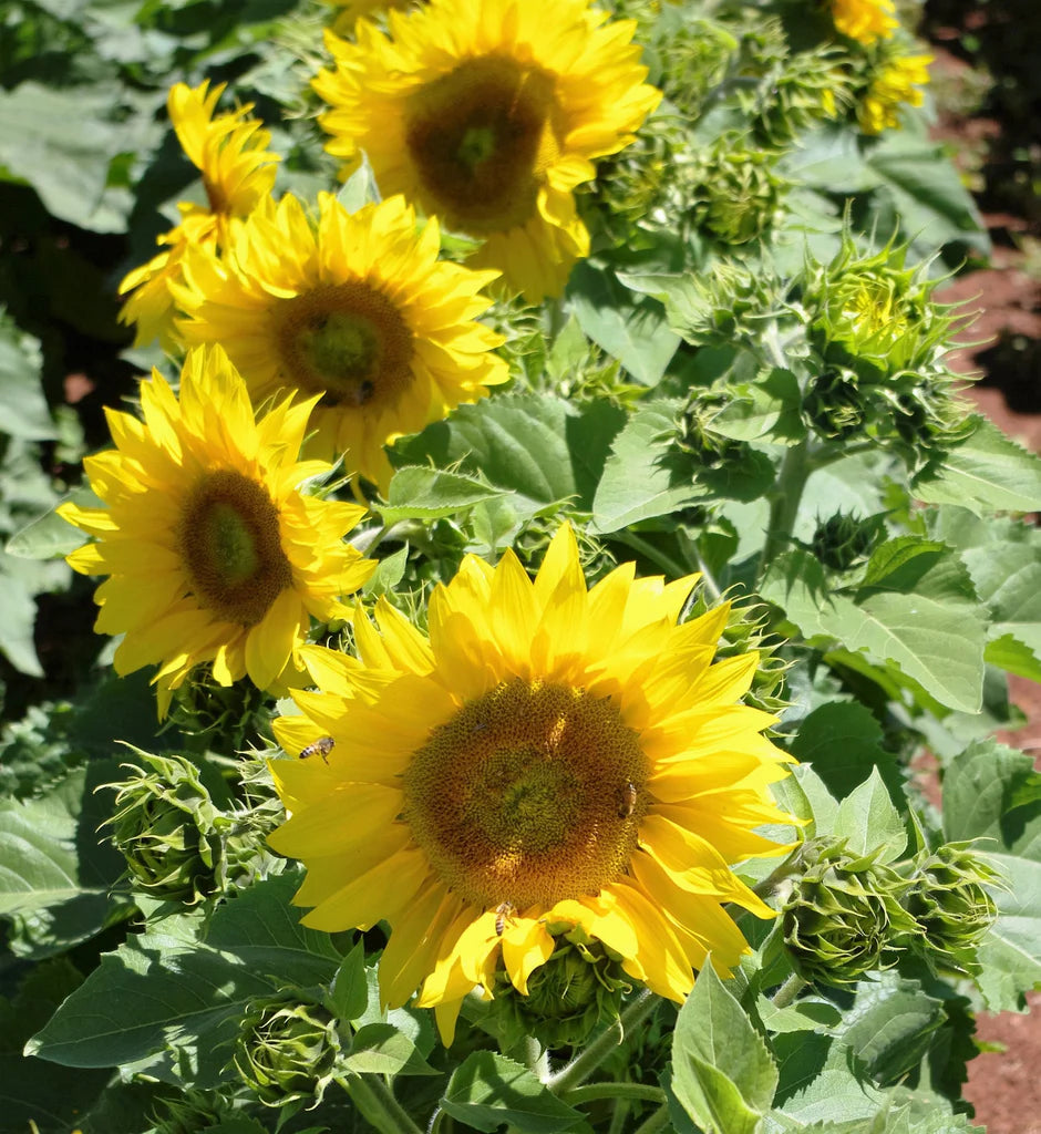 Common Sunflower Seeds