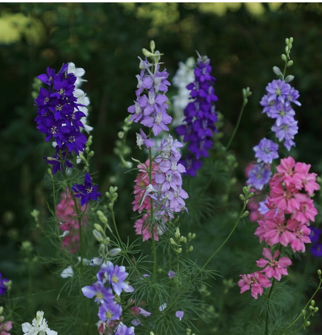 Blauer Rittersporn Blumensamen