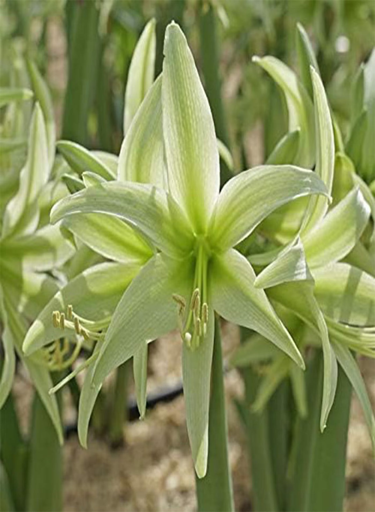 Light Green Hippeastrum Rutilum Flower seeds for Planting - Low Maintenance, Heirloom & GMO Free Seeds for Home Garden