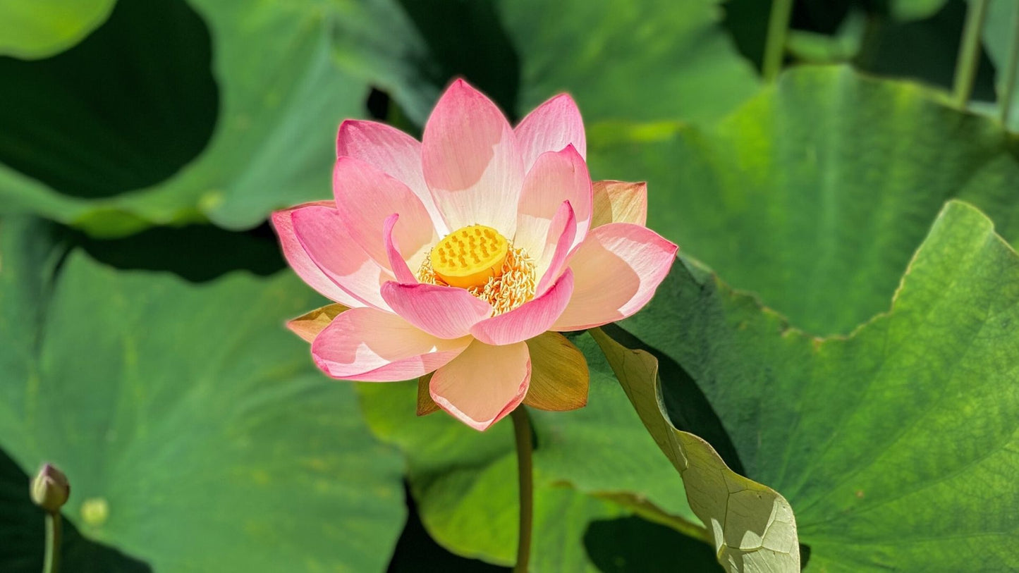 ロータス多年生花の種子
