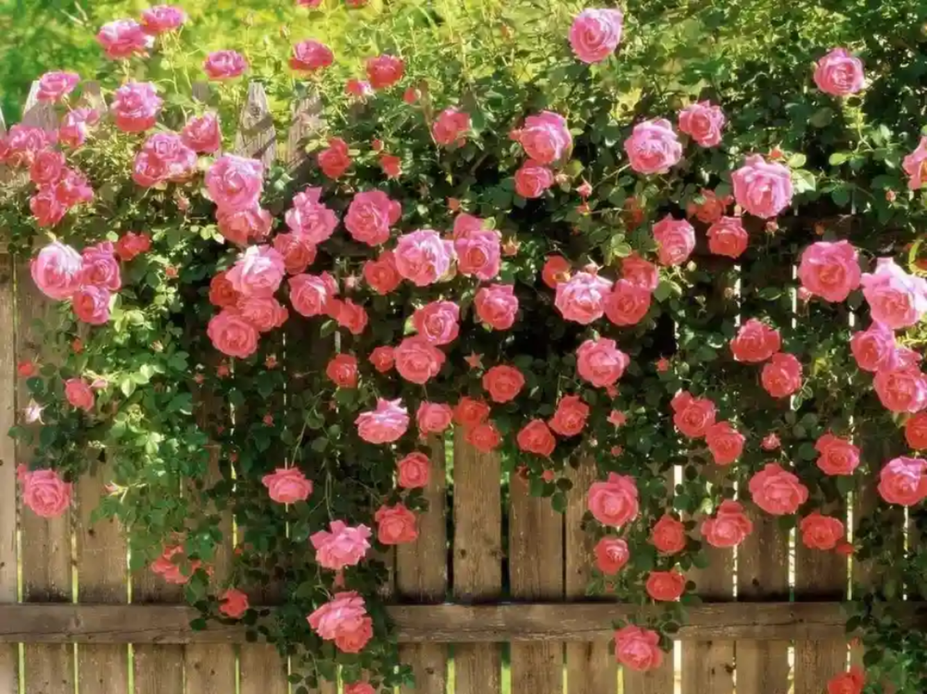 Pink Rose Flower Seeds