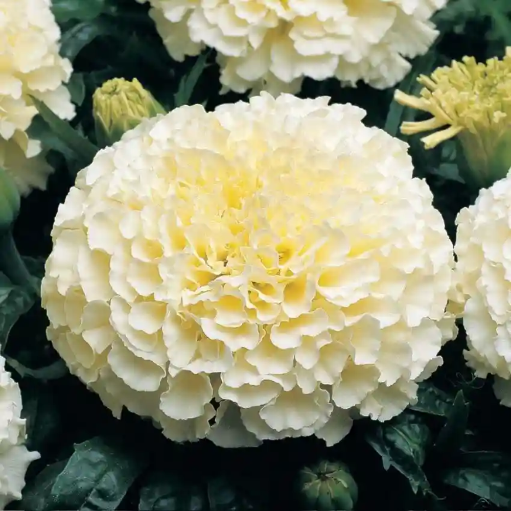 Marigold Vanilla Cream Flower Seeds