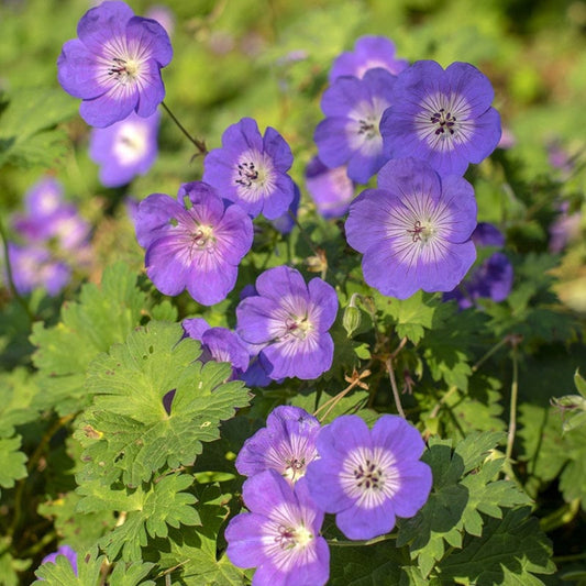 Blue Geranium Flower Seeds for Planting – Heirloom, Non-GMO, Easy to Grow, Perennial