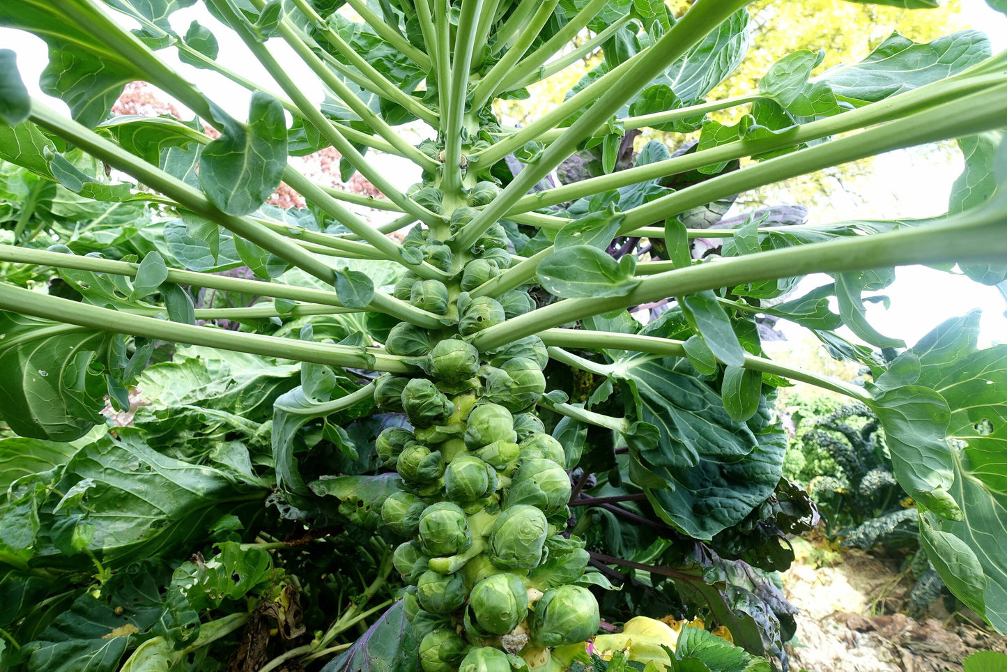 Graines de choux de Bruxelles pour la plantation