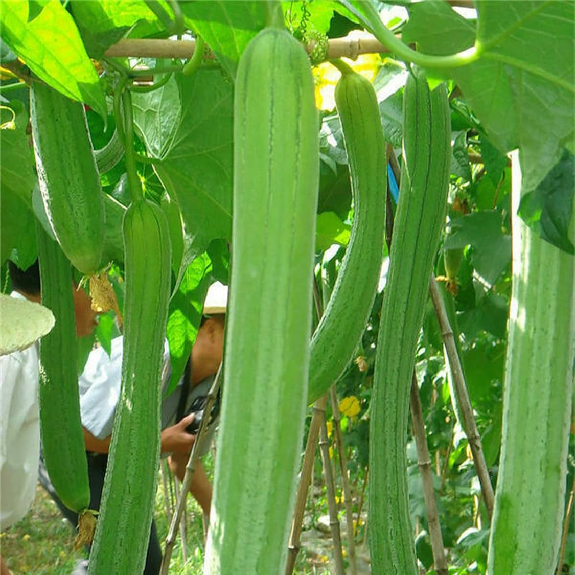 planting loofah seeds Loofah Sponge Gourd Seeds for Planting – Heirloom, Non-GMO, Easy to Gr – Pure Asia Seeds