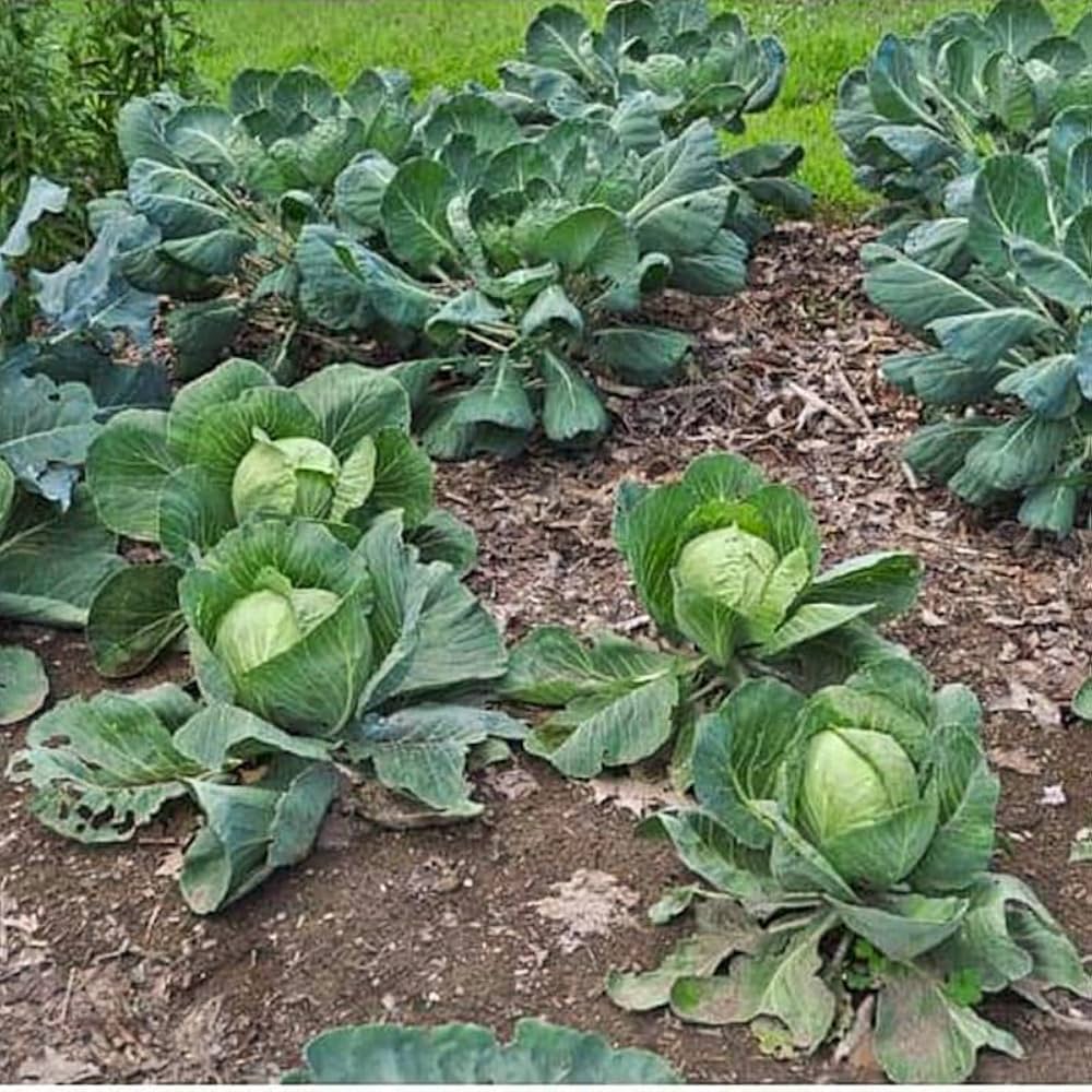 Semi di cavolo per piantare