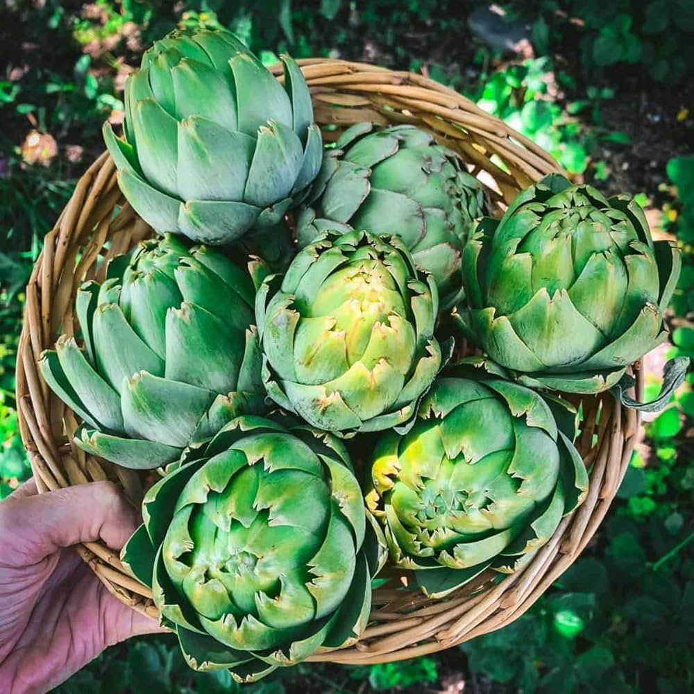 plant artichoke seeds Artichoke Seeds for Planting – Heirloom, Non-GMO, Perennial, Edible – Pure Asia Seeds