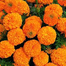 Marigold Flower Seeds for Planting – Heirloom, Non-GMO, Easy to Grow, Annual Blooms