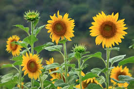 Sunflower Seeds for Planting