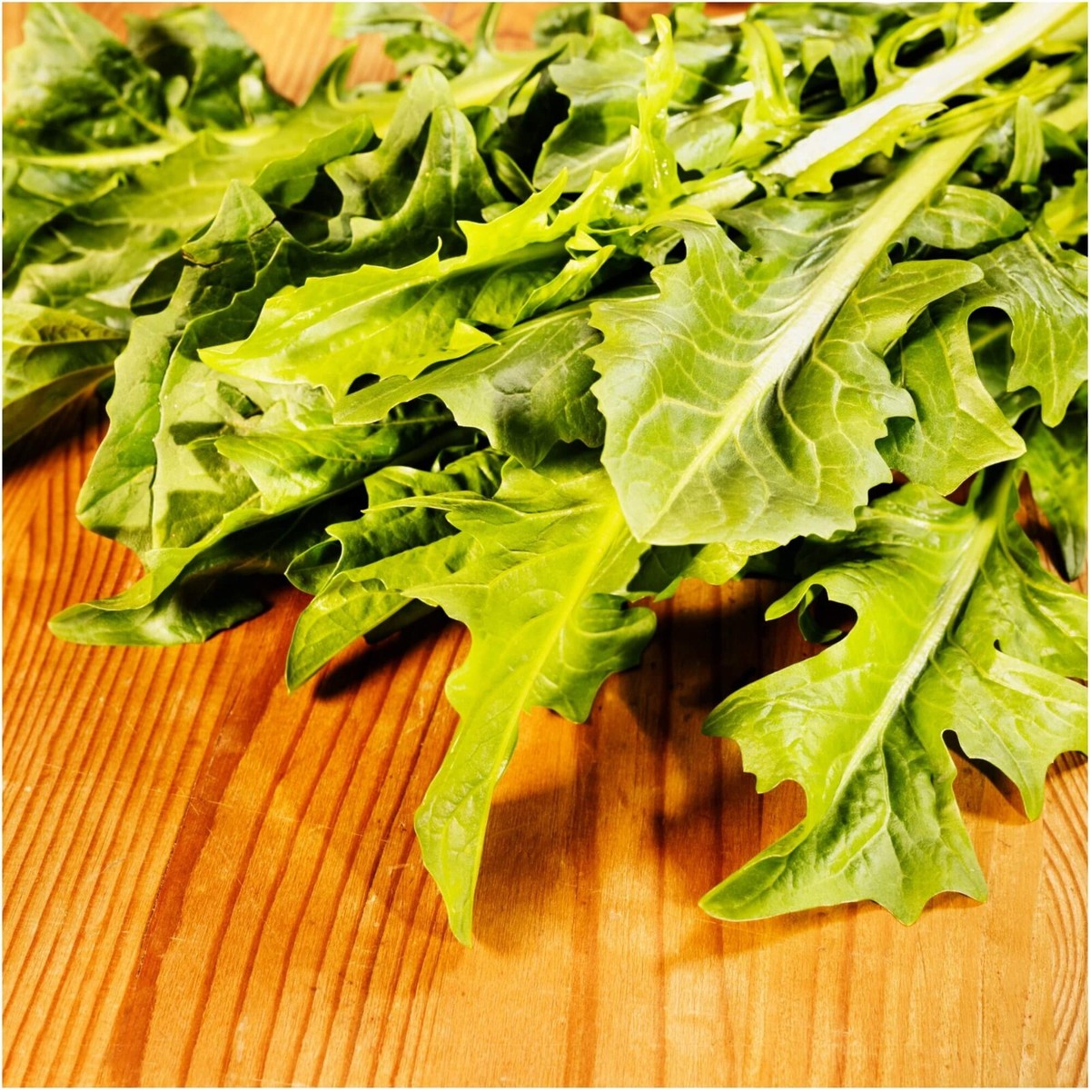 Semi di verdura di cicoria verde