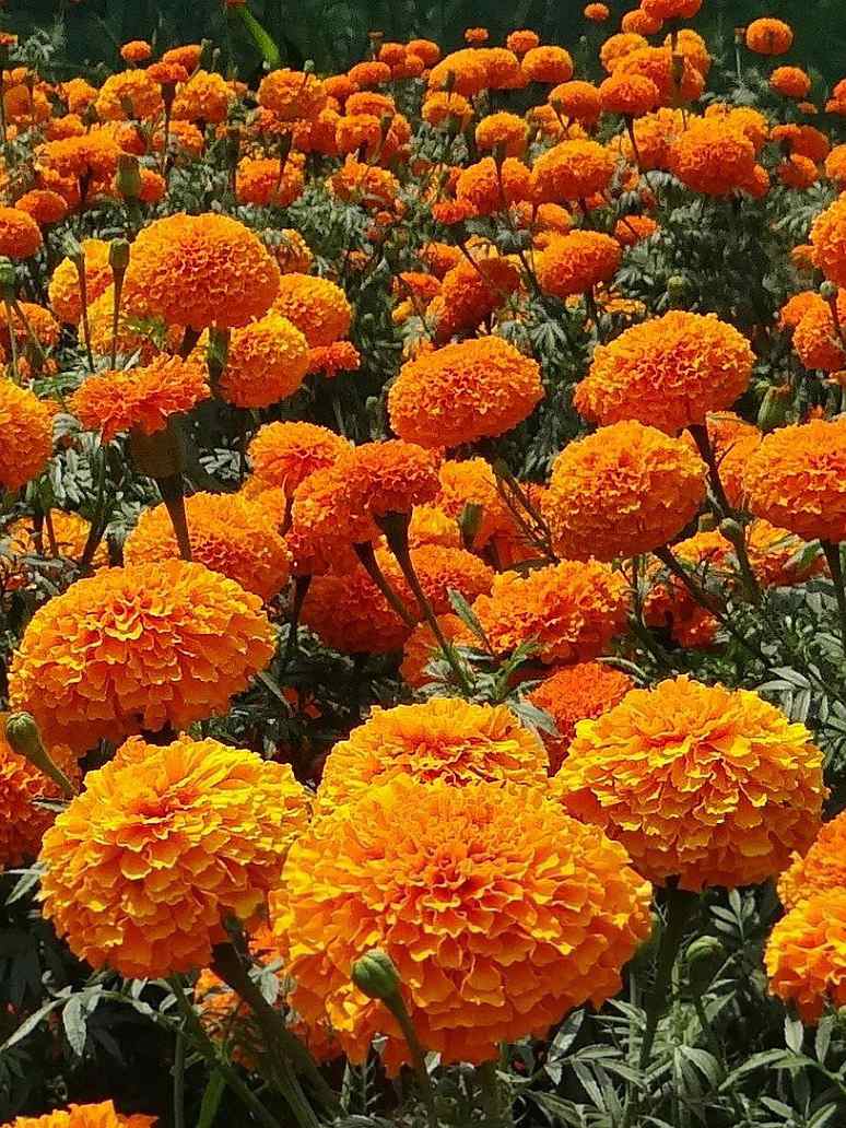 African Marigold Flower Garden Seeds