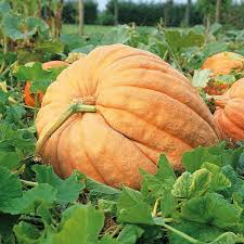 Non-GMO Giant Pumpkin Seeds for Planting
