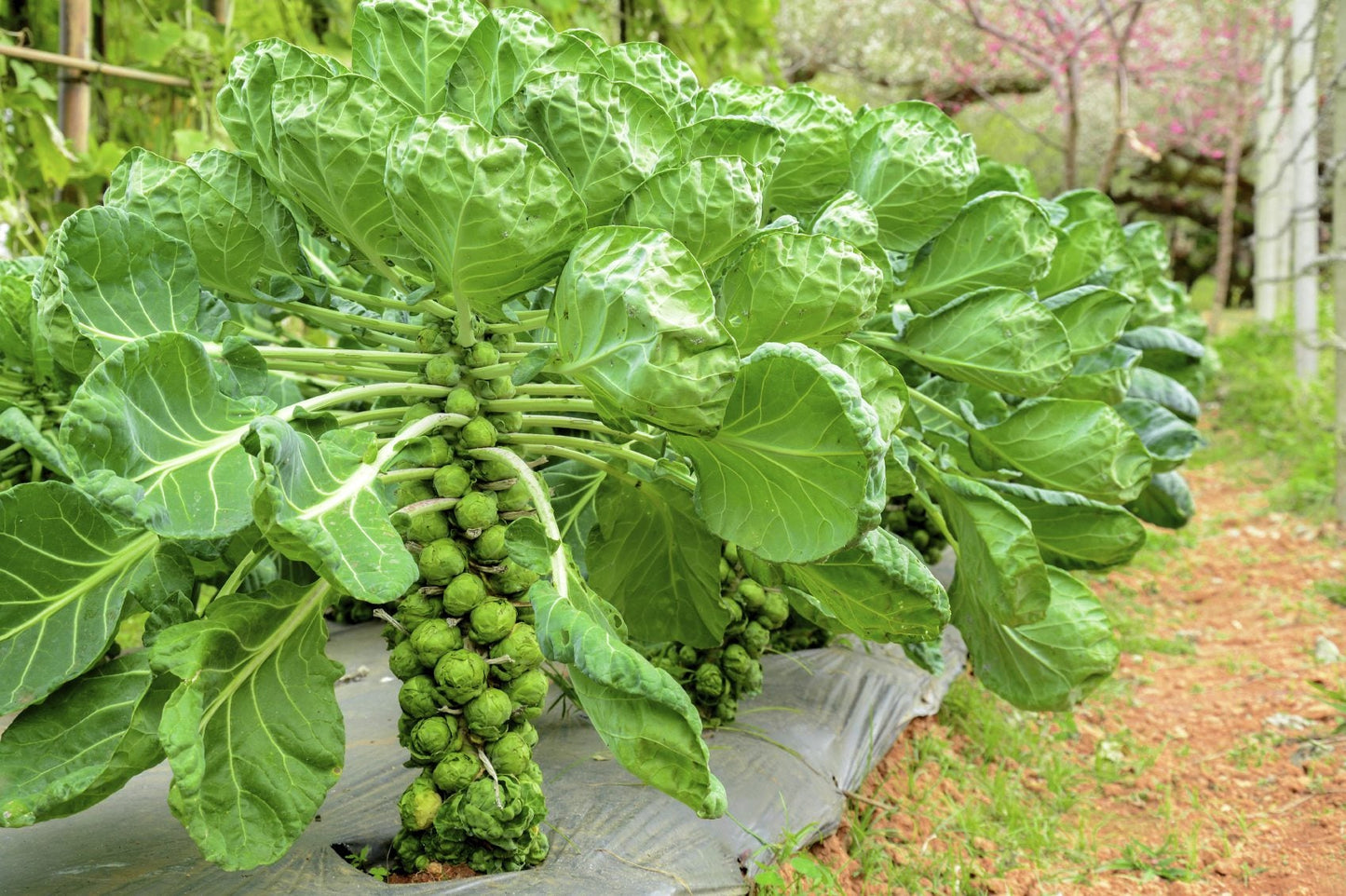 Graines de choux de Bruxelles pour la plantation