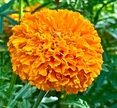 African Marigold Flower Garden Seeds