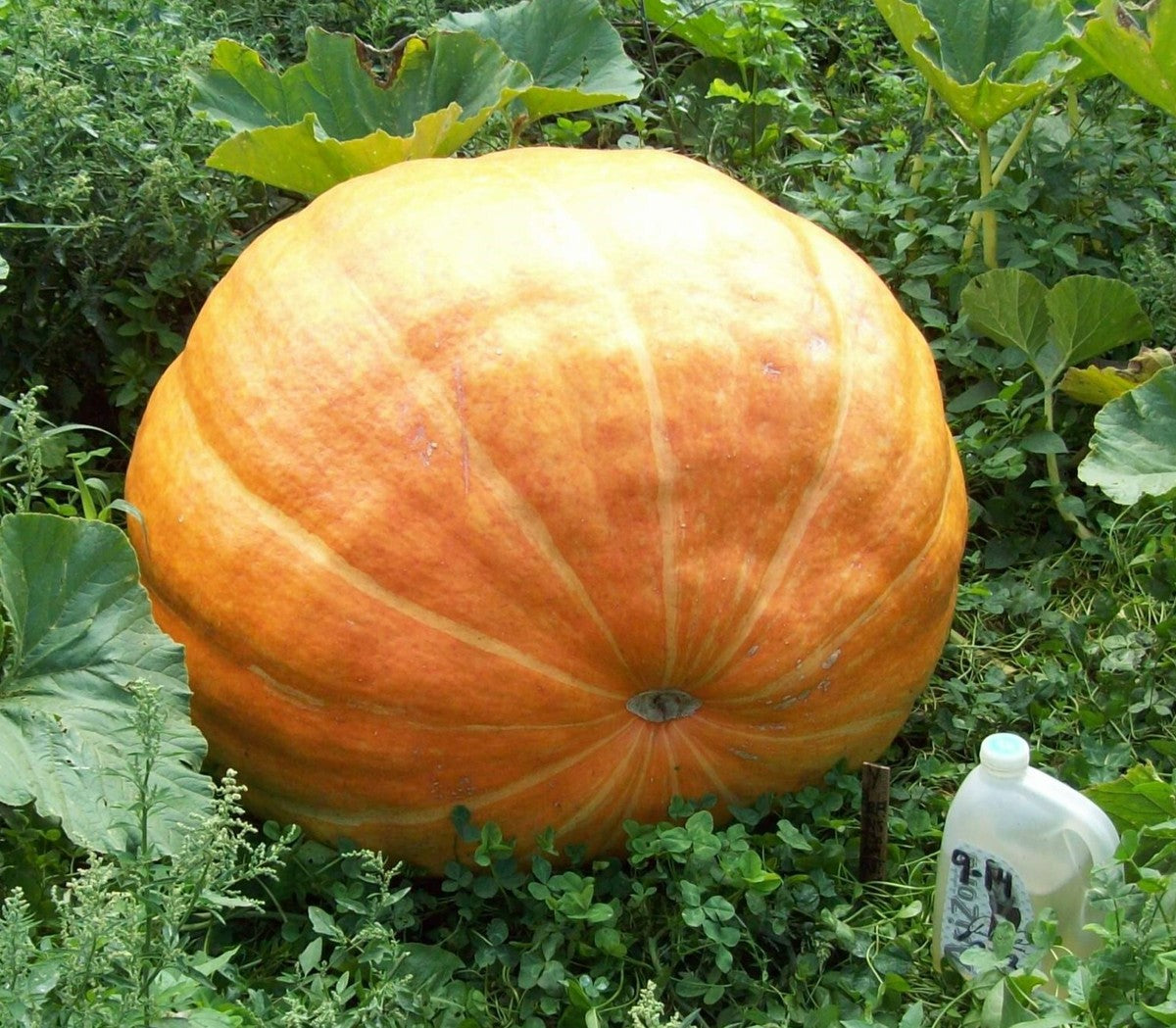 Non-GMO Giant Pumpkin Seeds for Planting