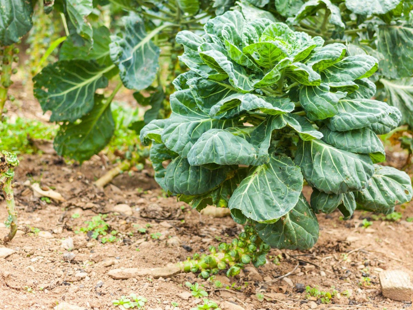 Graines de choux de Bruxelles pour la plantation