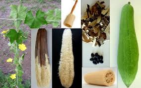 Luffa Luffa Cylindrica Loofah Seeds - Dishcloth Or Luffa Gourd Fruits Grow