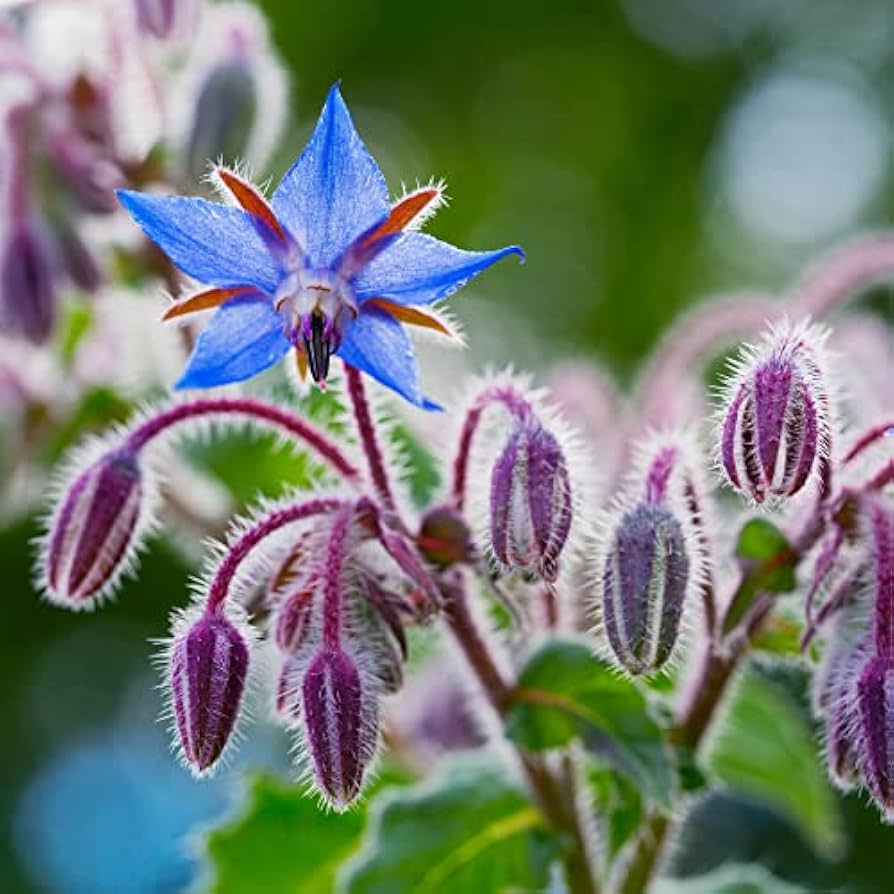 Borage Seeds – Starflower Variety