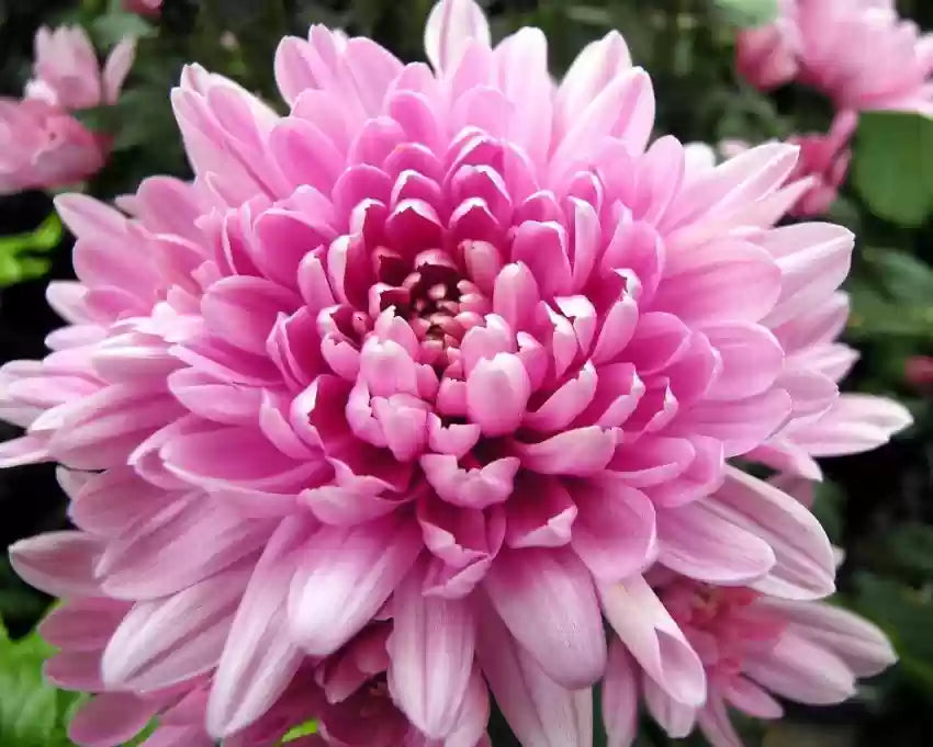 Rare Pink Chrysanthemum Flower seeds for Planting - Drought Tolerant, Heirloom & GMO Free Seeds for Home Garden
Sale seeds for planting in home garden