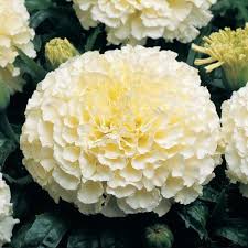 African Marigold Seeds for planting white