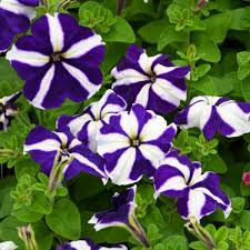 Petunia Flower Seeds for Planting Blue and white