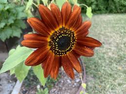 Sunflower Seeds for Planting Brown