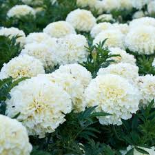 African Marigold Seeds for planting white