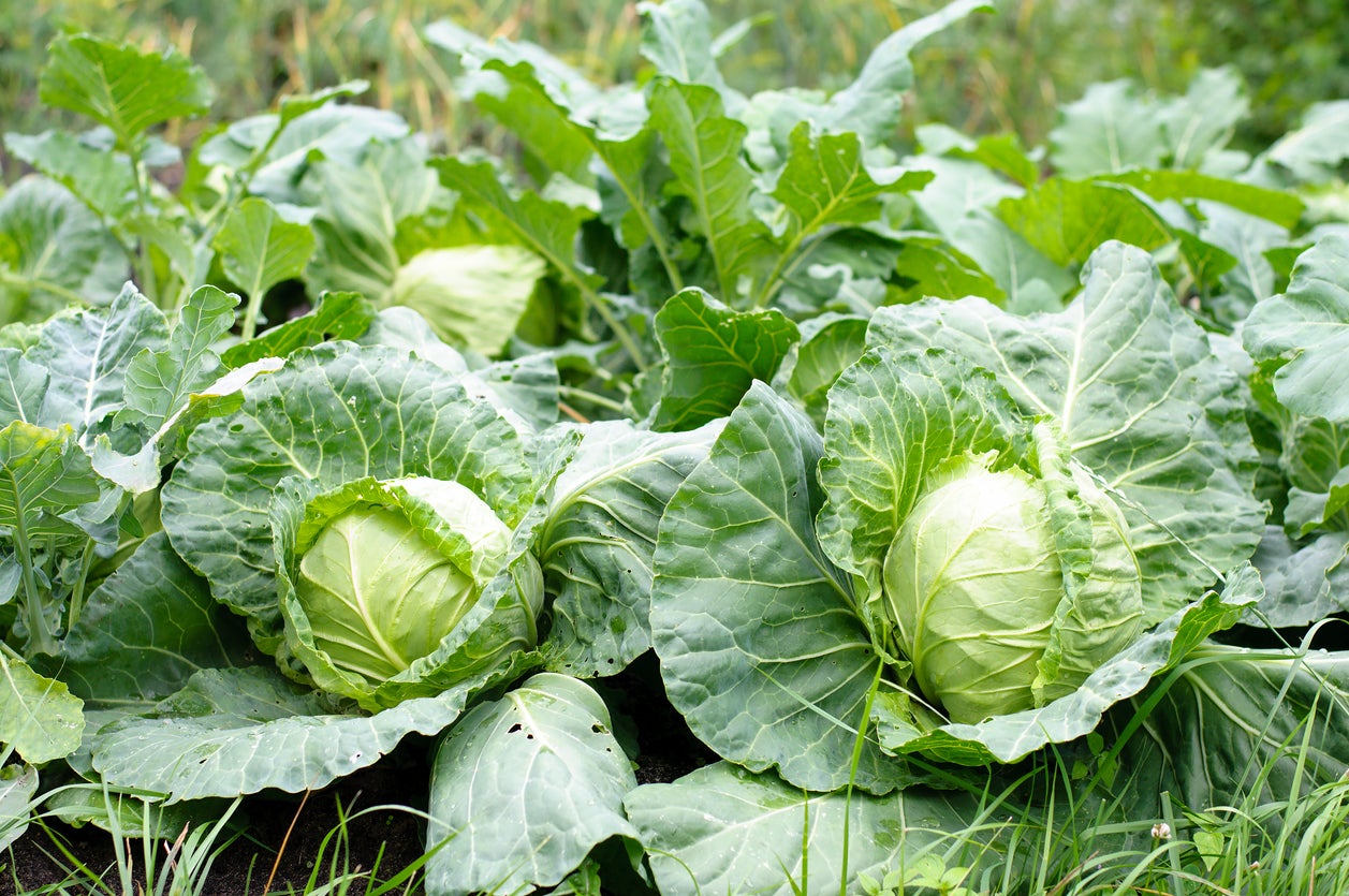 Cabbage Vegetable Seeds