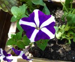 Petunia Flower Seeds for Planting Blue and white