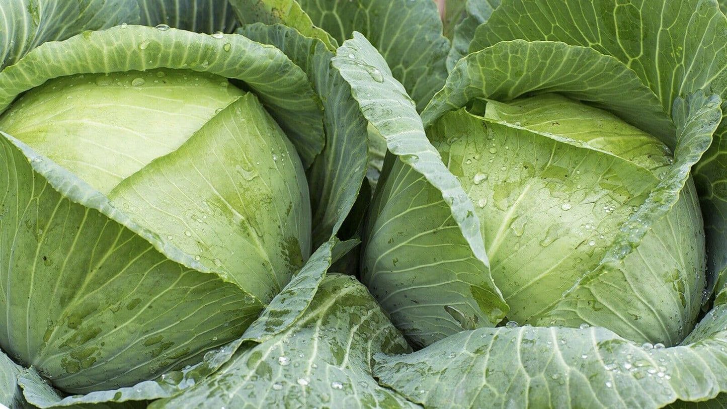 Cabbage Vegetable Seeds